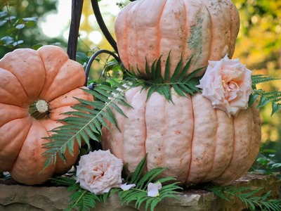 My Fall garden. 'A Festival of Pumpkins'. Decorating with Pumpkins in your Garden