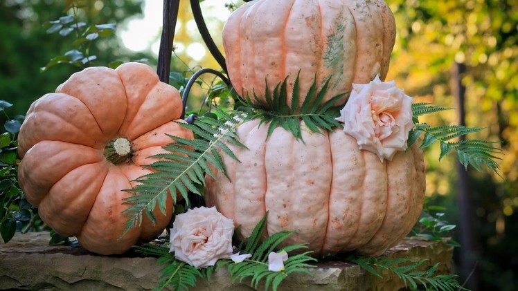 My Fall garden. 'A Festival of Pumpkins'. Decorating with Pumpkins in your Garden