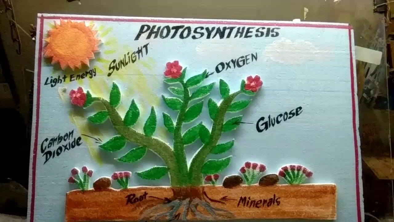 z Project And Model Palwal Model For B Ed 2nd Year Science z Project And Model Palwal Model For B Ed 2nd Year Science