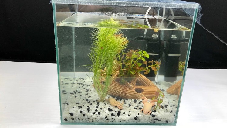 How to Make Amazing Frogs Aquarium at Home