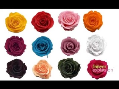 Preserved Roses by FlowerExplosion.com