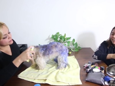 DIY FORTNITE Dog Halloween Costume. Unique Daily