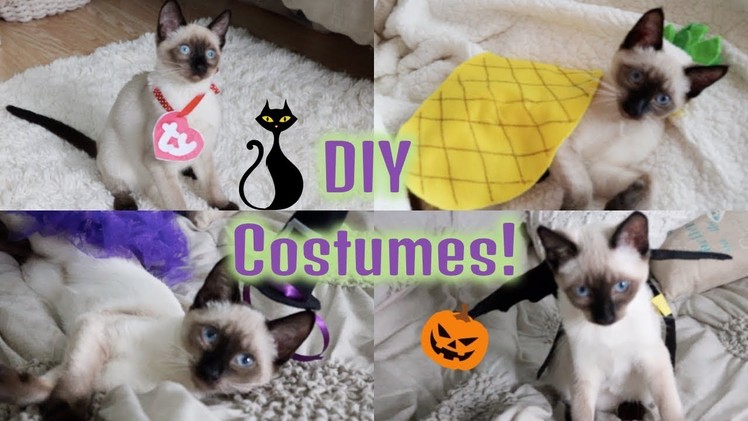 DIY Halloween Costumes For Your Cat!