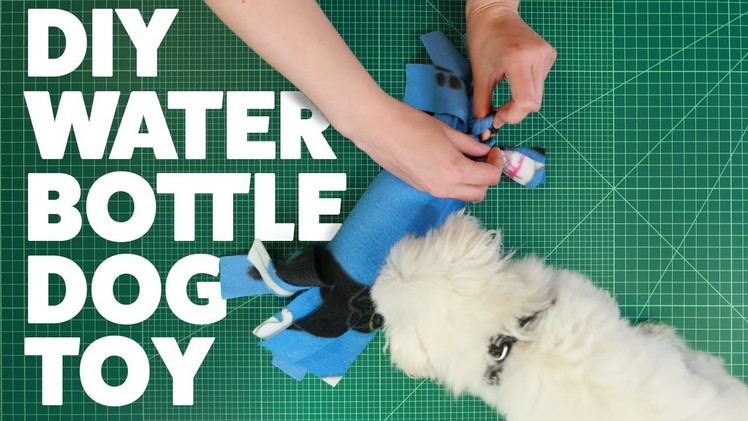 DIY Water Bottle Dog Toy | #DIYWednesday | Rover.com