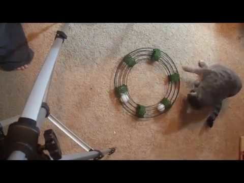 Homemade Cat Round-a-bout Toy - a Dollar Tree DIY