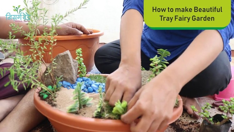 How to Make Beautiful Fairy Tray Garden step by step with DIY Ideas Indoor Plants for beginners