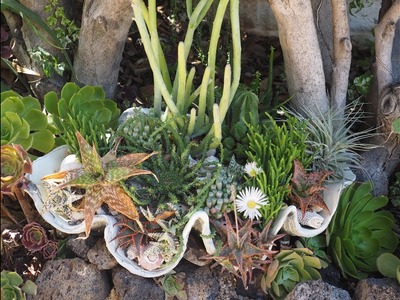 Plant an Undersea Succulent Clamshell DIY
