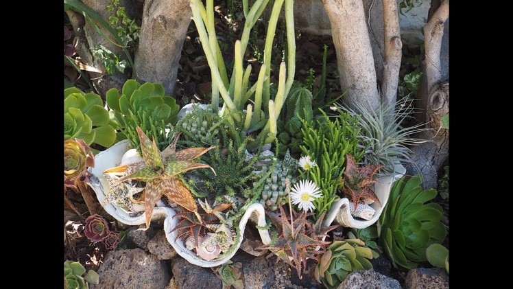 Plant an Undersea Succulent Clamshell DIY