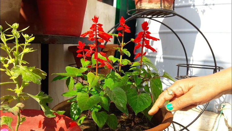 How to Grow and Care Salvia Plant || Care of Salvia Plant