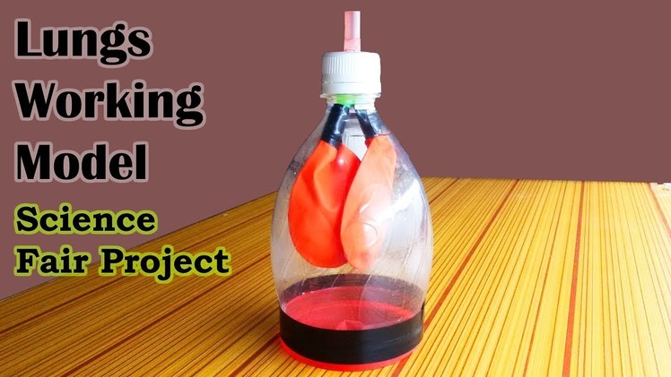How to Make Lungs Model, Science Models and Science Fair Projects for 7th Grade