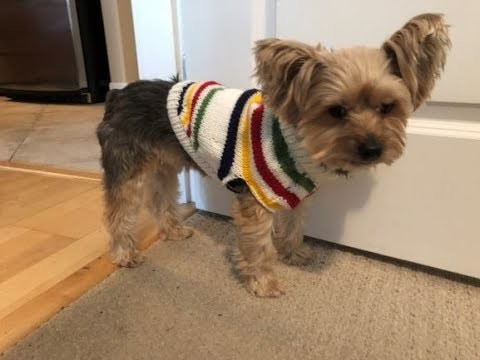 DIY KNIT Doggie Striped Pattern Sweater