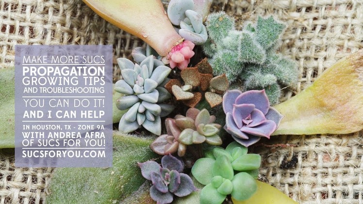 Succulent Propagation- Growing Tips and Troubleshooting with Sucs for You