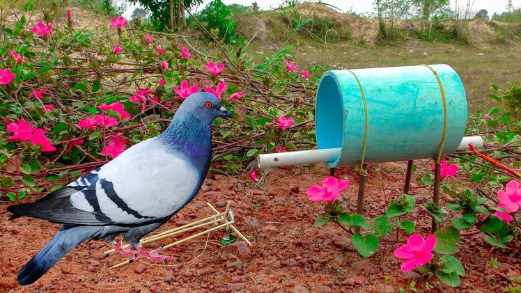 How to make easy Pigeon Bird Trap using DIY PVC pipe