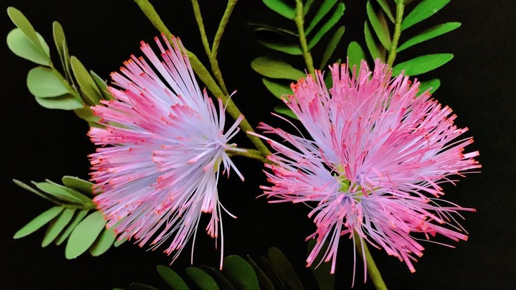 ABC TV | How To Make Calliandra Surinamensis Paper Flower - Craft Tutorial