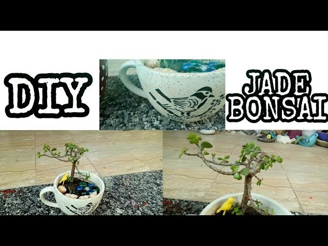 DIY.Jade Bonsai.How To Make Bonsai In Ceramic Cup