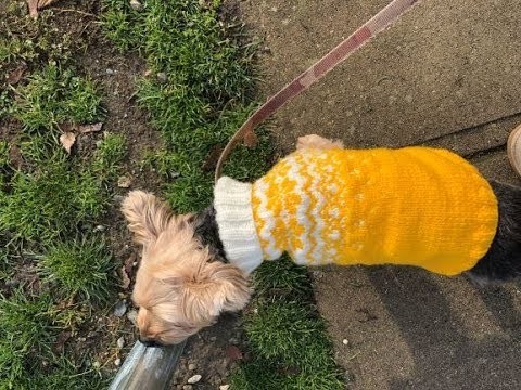 DIY KNIT X'mas Doggie Sweater