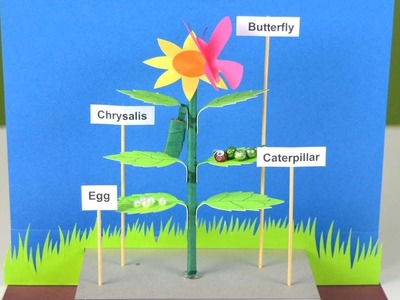 Easy school project | How to make a model on Life Cycle of Butterfly ( Tutorial)