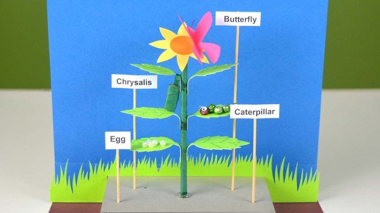 Easy school project | How to make a model on Life Cycle of Butterfly ( Tutorial)