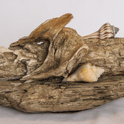 Driftwood Sea Shell Art