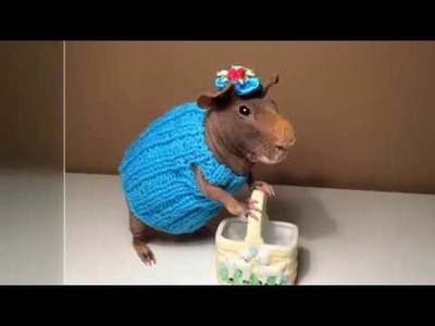 Knitting tutorial guinea pig dress