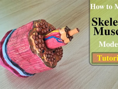 How to make Skeletal Muscle Model
