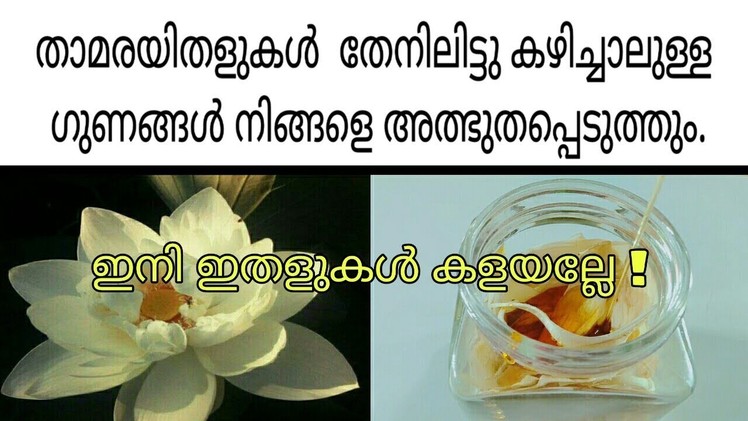 താമരയിതളുകൾ തേനിലിട്ടു കഴിച്ചു നോക്കൂ|Honey lotus recipe|PRARTHANA'S FOOD & CRAFT