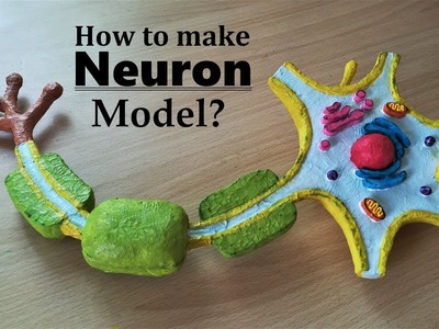 How to make Neuron 3d Model using Thermocol