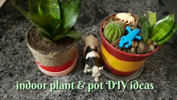 Snake plant benefits.indoor plants & pot diy ideas