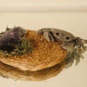 Crab With Shell Sand Rope Base Ocean Life Decor Sea Marine Wildlife