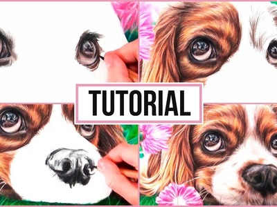 How To Draw a Realistic Dog in Coloured Pencil | Drawing Tutorial Step by Step