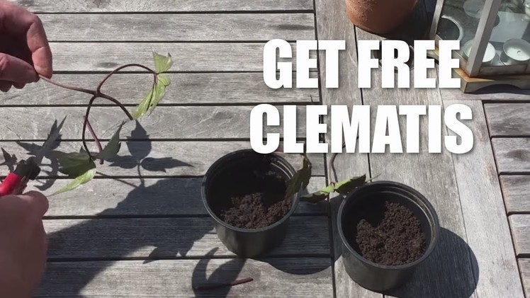 How to take cuttings from a clematis
