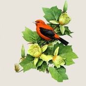 CRAFTS ScarLet Tanager Bird Cross Stitch Pattern***LOOK***Buyers Can Download Your Pattern As Soon As They Complete The Purchase