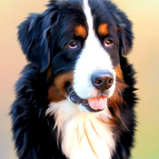 Bernese Mountain Dog Cross Stitch Pattern