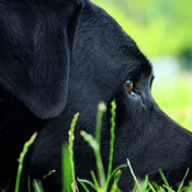 Black Labrador Cross Stitch Pattern