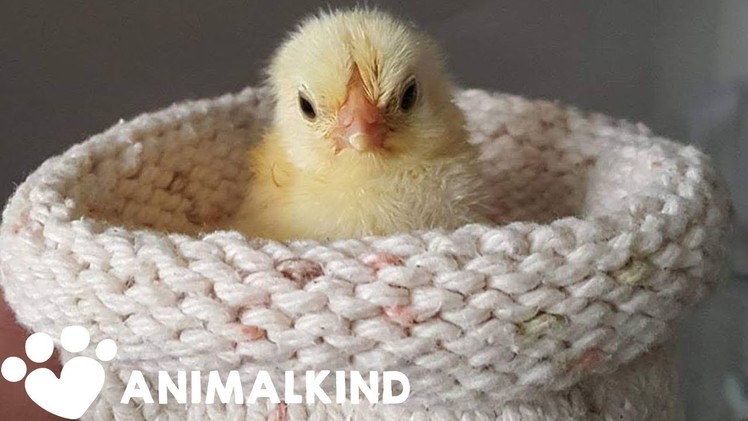 How knitters helped save the lives of hundreds of baby birds ???? | Animalkind