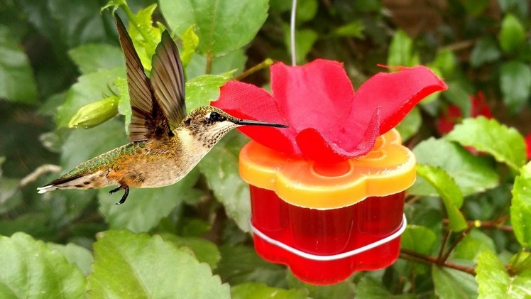 Best Hummingbird Feeder Homemade - Simple Craft Idea