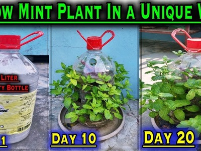 How to grow Mint Plant at home in a unique method ll No Space Gardening ll Zero Cost gardening