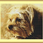 A Yorkshire Terrier Cross Stitch Pattern