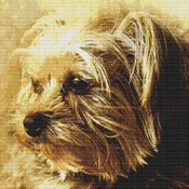 A Yorkshire Terrier Cross Stitch Pattern