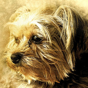 A Yorkshire Terrier Cross Stitch Pattern