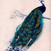 CRAFTS Beautiful Peacock Cross-Stitch Pattern***LOOK****Buyers Can Download Your Pattern As Soon As They Complete The Purchase