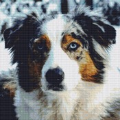 Australian Shepherd Dog Cross Stitch Pattern