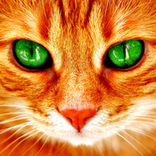 Beautiful Green Eyes Cross Stitch Pattern