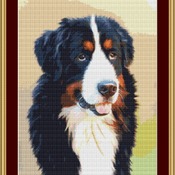 Bernese Mountain Dog Cross Stitch Pattern