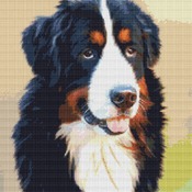 Bernese Mountain Dog Cross Stitch Pattern