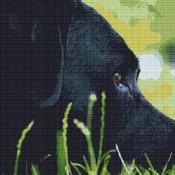 Black Labrador Cross Stitch Pattern