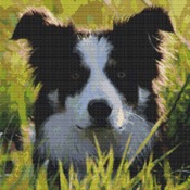 Border Collie Cross Stitch Pattern