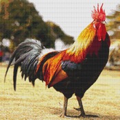 Colourful Rooster Cross Stitch Pattern