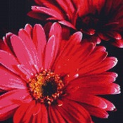 Gerbera Pink Daisy Cross Stitch Pattern