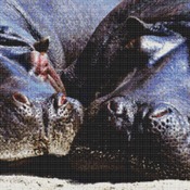 Hippos Cross Stitch Pattern